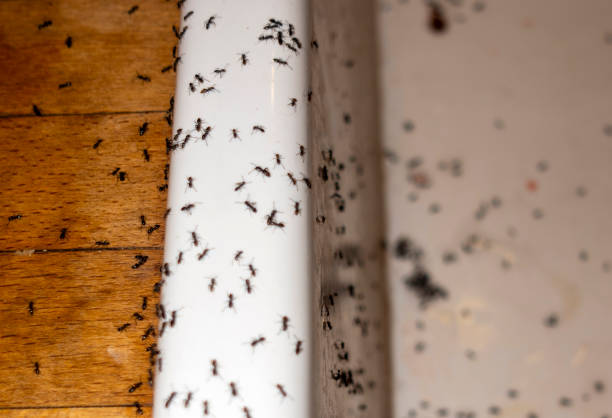 Best Affordable Pest Control Services  in Poplar Plains, CT